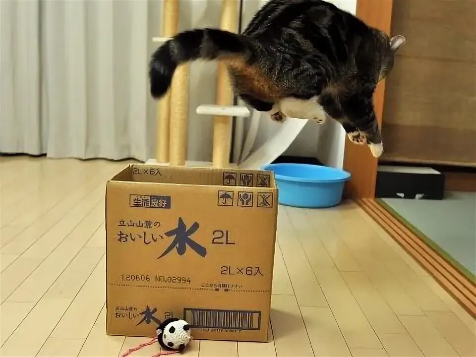 Go out of box. Котик позади коробки. cat box игра. the cat is behind the box. the cat is above the box.