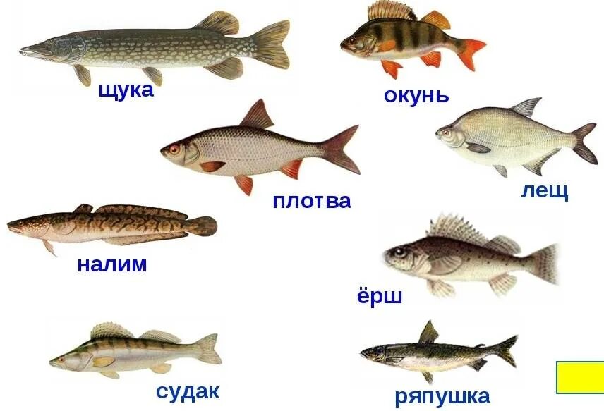 Как найти окуня