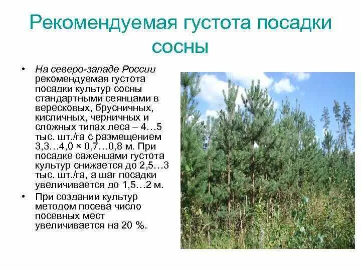 Густота посадки. Густота посадки