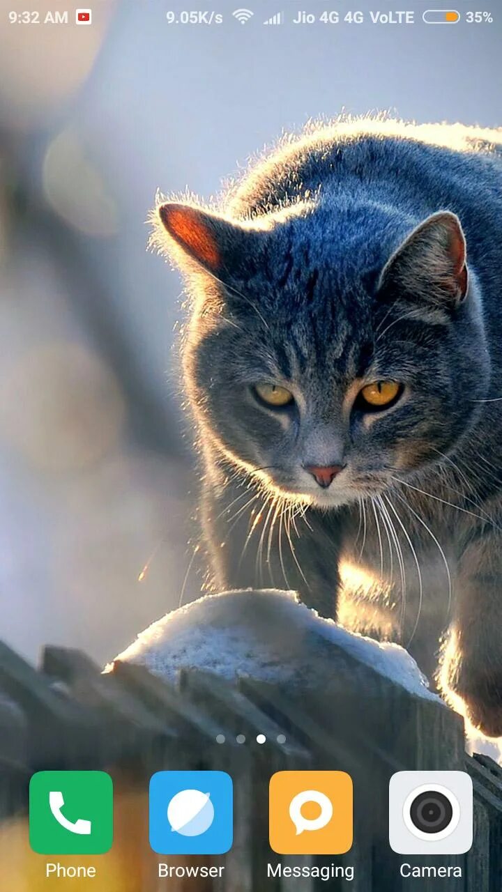 Закачать кошка. Живые кошки. Е кошки. Закачать кошка. Кошка с загрузкой.