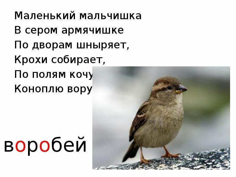 Мальчишка в сером армячишке. Маленький мальчишка в сером армячишке по дворам шныряет крохи. маленький мальчишка в сером армячишке по дворам. птичка-невеличка в сером армячишке по дворам шныряет крохи собирает. маленький мальчик в сером армячишке.