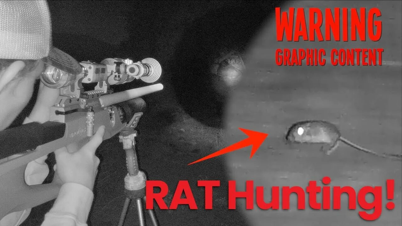 Rat hunting