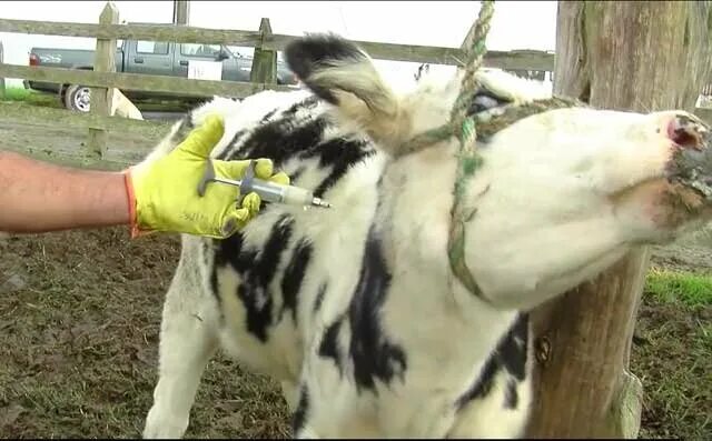 Эмкар вакцинация крс. У коровы после прививки. Бруцеллез крс вакцинация. Эмкар вакцинация крс. Эмкар крс вакцина.