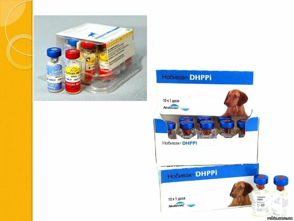 Нобивак где сделать. Нобивак DHPPI Nobivac DHPPI. Нобивак полный комплекс для собак. Нобивак DHPPI + L для щенков. Вакцина Нобивак DHPPI + L, комплект.