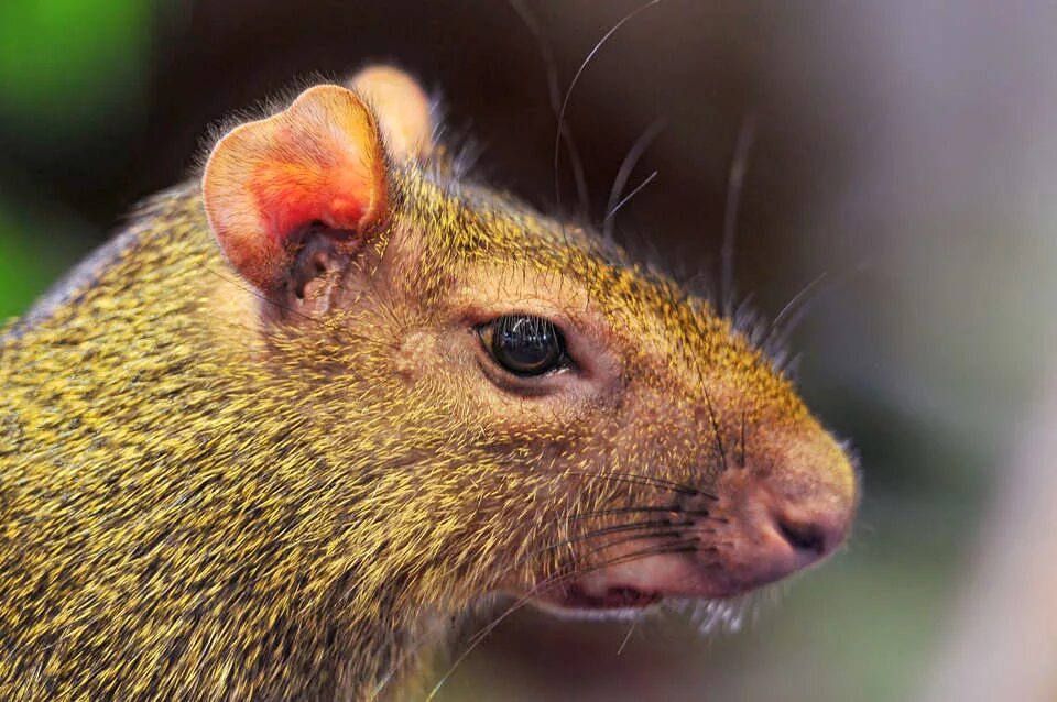 Мышь пищуха. Самый большой грызун в южной америке. Эворонская полевка. Грызун 8. Грызун 8.