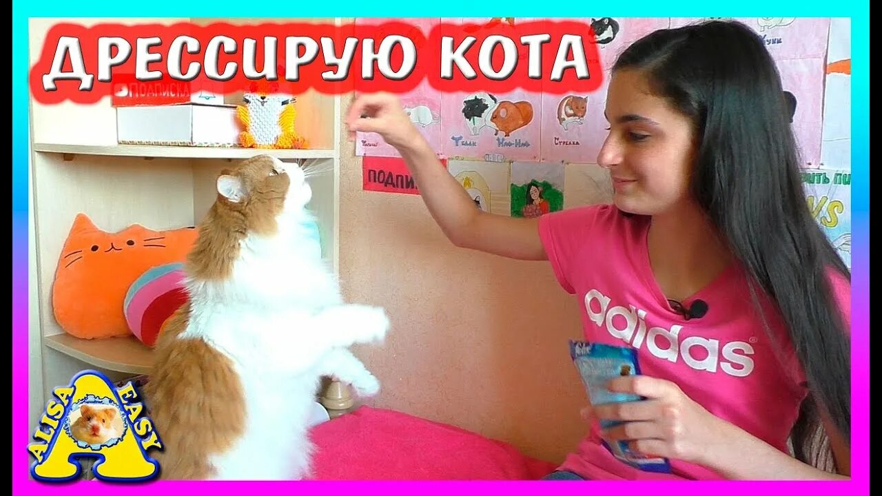 Easy pets. Алиса ИЗИ петс. Канал Алиса ИЗИ петс. Алиса ИЗИ петс магазин. Алиса ИЗИ петс ютуб.