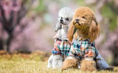 2 пуделя