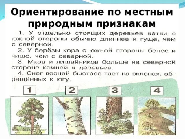 Как в лесу определить где