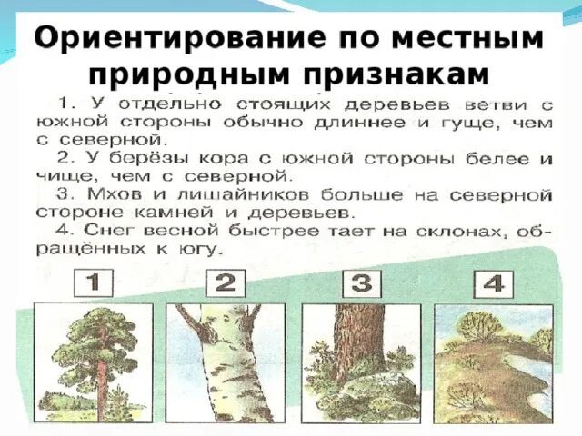 Каких только фруктовых деревьев нет впр. 5 Признаков ориентирования на местности. Как ориентироваться на местности по природным признакам. Ориентирование по природным признакам. Ориентирование по местным признакам.