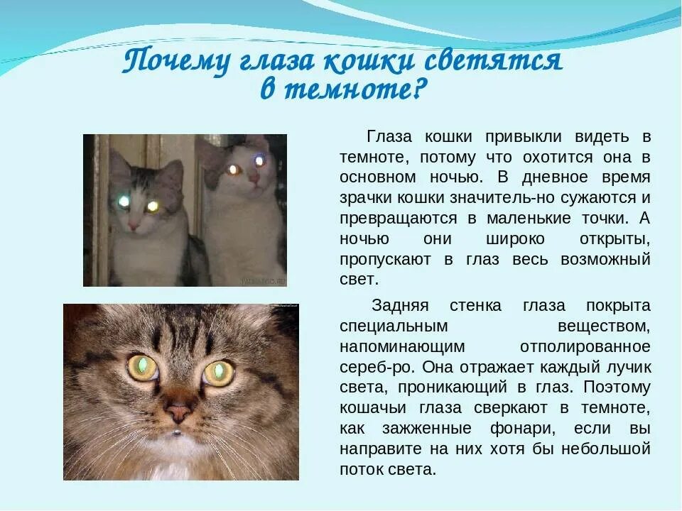 Она видит кошку. У кошки светятся глаза в темноте. Почему у кошек светятся глаза. Проект почему у кошки светятся глаза. Почему у котов светятся глаза в темноте.