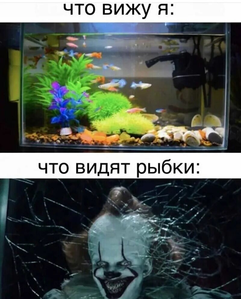 Как рыба видит в воде. Мемы про аквариумных рыбок. смешной аквариум. мемы с рыбами. рыбыvtvs.