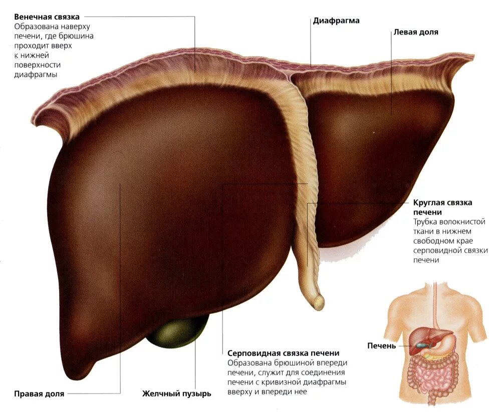Печень расположена в полости. Диафрагмальная поверхность печени анатомия. Капсула печени анатомия. Венечная связка печени. Висцеральная поверхность печени анатомия.