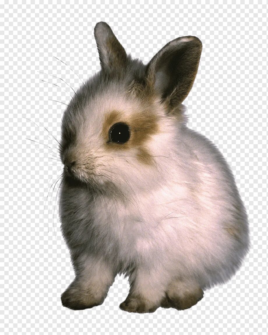 Bunny png