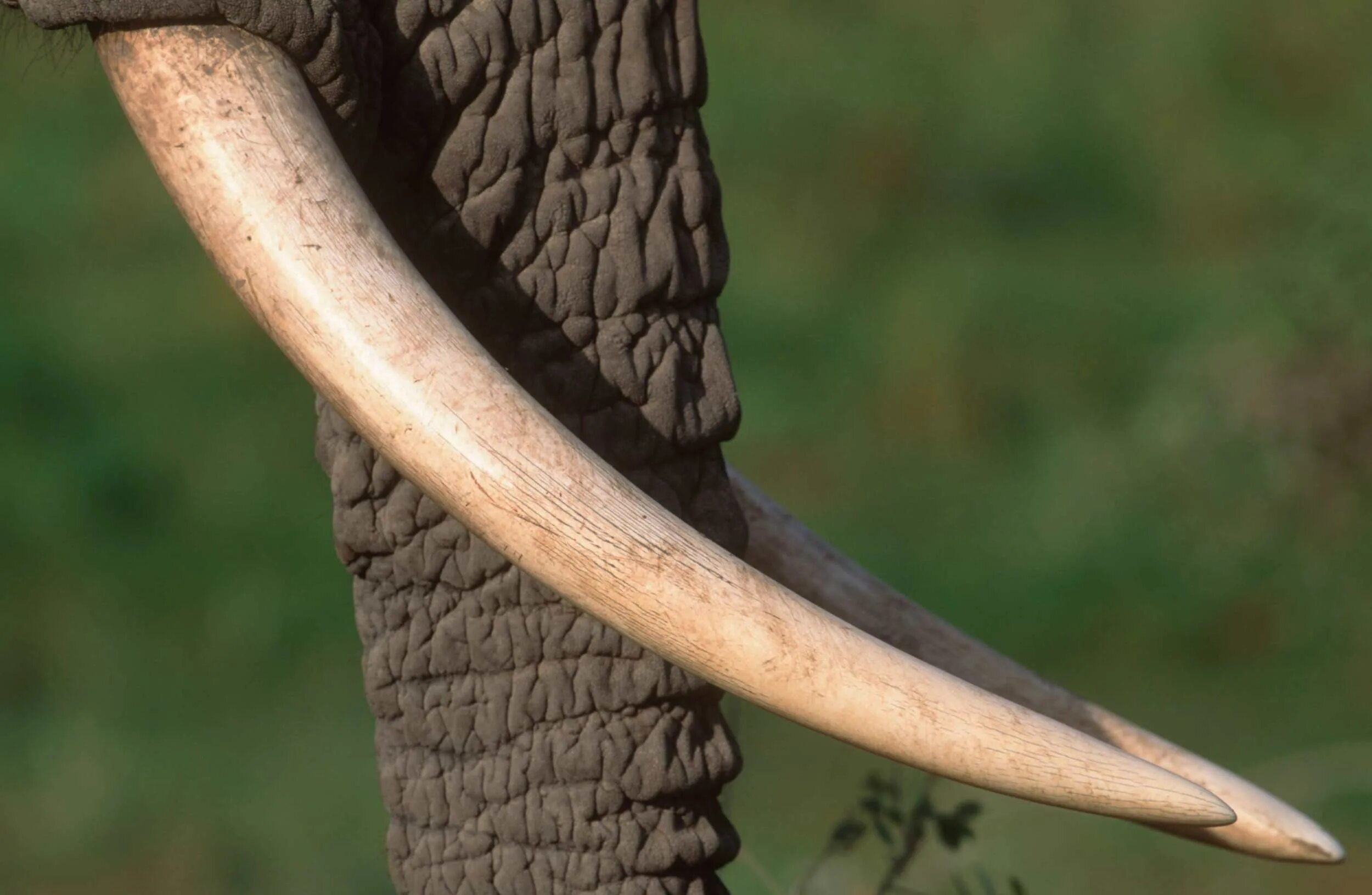 Бивни слона. Слоновий бивень. Бивни слонов. Бивень у животных. Elephant tusks