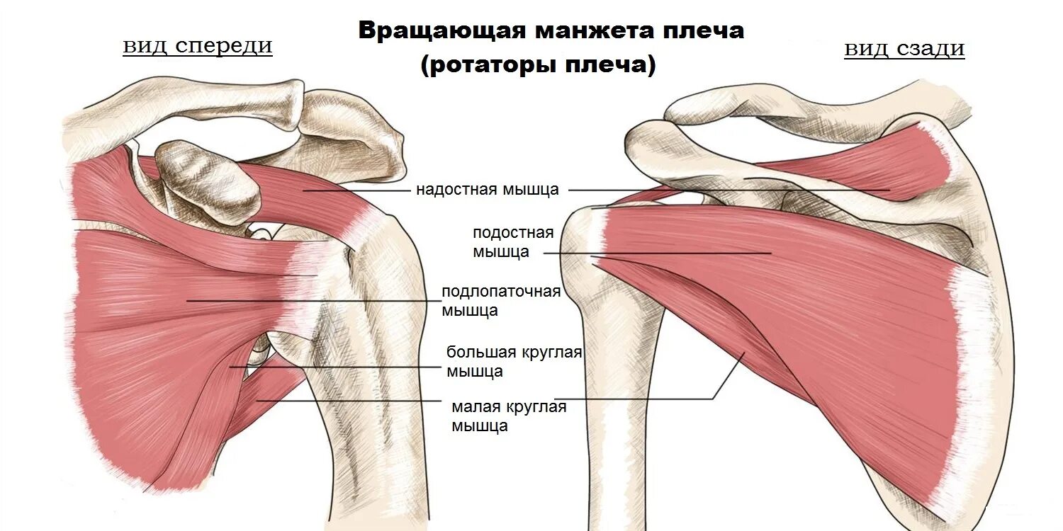 Плечевые связки. Ротаторная манжета плечевого сустава. Ротационная манжета плечевого сустава анатомия. Ротаторная манжета плеча мышцы. Мышцы ротаторной манжеты плеча анатомия.