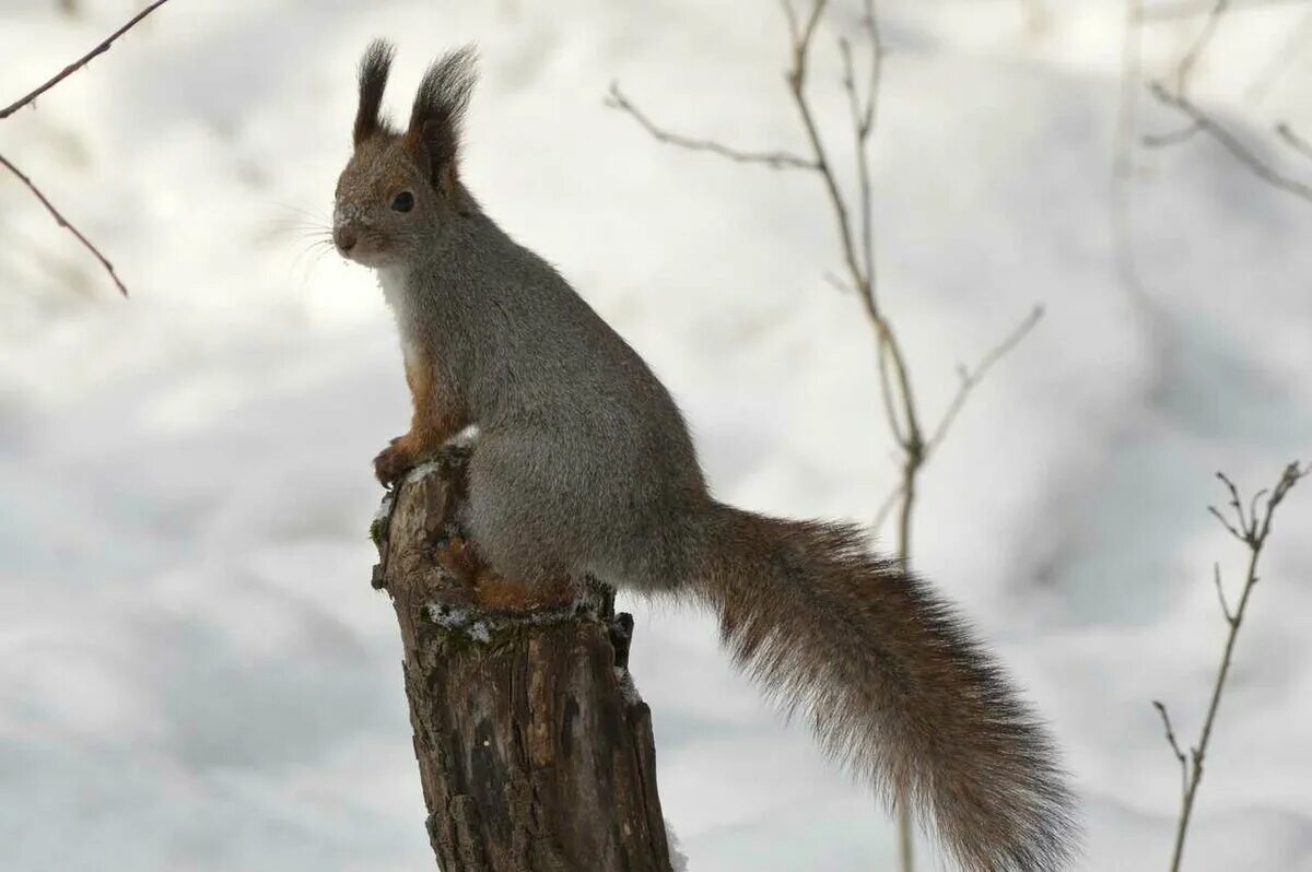 Косуля на урале. Природа урала животные. Сибирский бурый медведь медвежата. Енисейский соболь. Животные урала свердловской области.