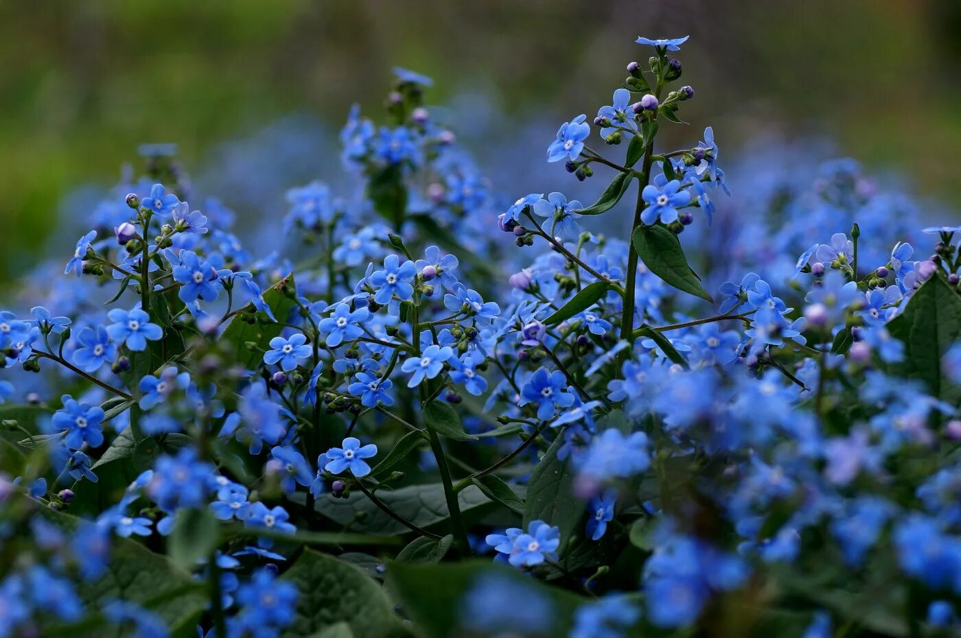 Лазурная Незабудка. Незабудка Полевая (Myosotis arvensis). Незабудка Лесная Полянка. Незабудка Болотная куст.