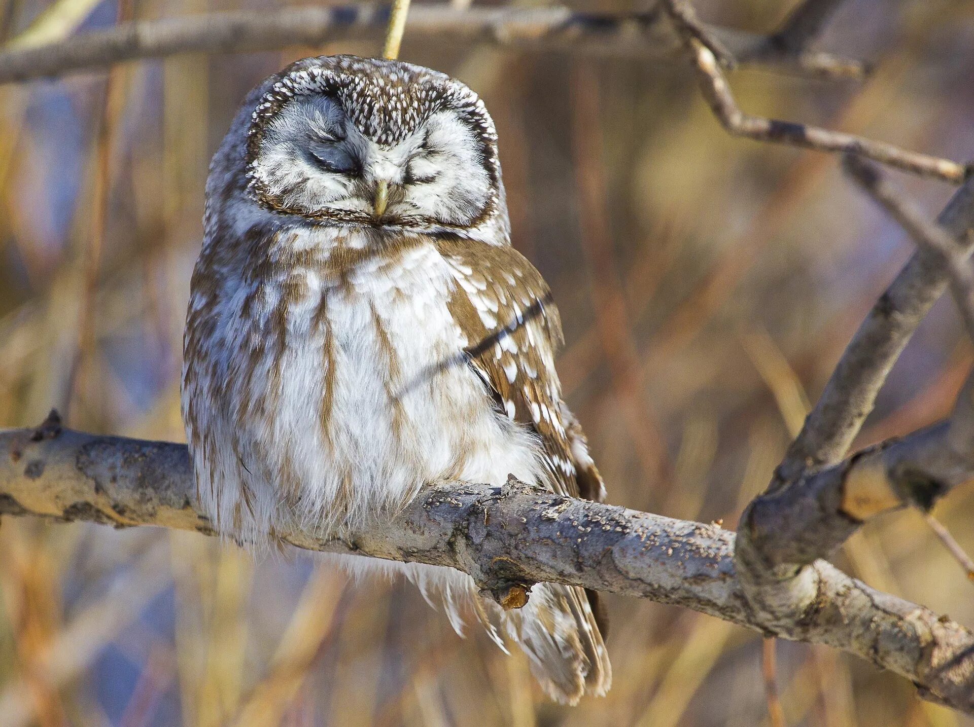 спящие животные. сова птица. тигр на дереве. мохноногий сыч спит. сова спит.