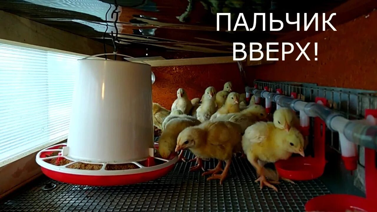 Поилка для цыплят своими руками для брудера. Поилки для цыплят бройлеров. Поилка для цыплят своими руками для брудера. Брудер для цыплят своими руками. Поилка для цыплят своими руками для брудера.