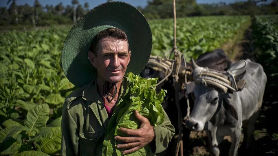 Известные кубинские. Куба плантации табака. Табак Куба плантации. Кубинская плантация. Табачные плантации на Кубе.