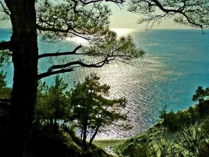 Лес море черное