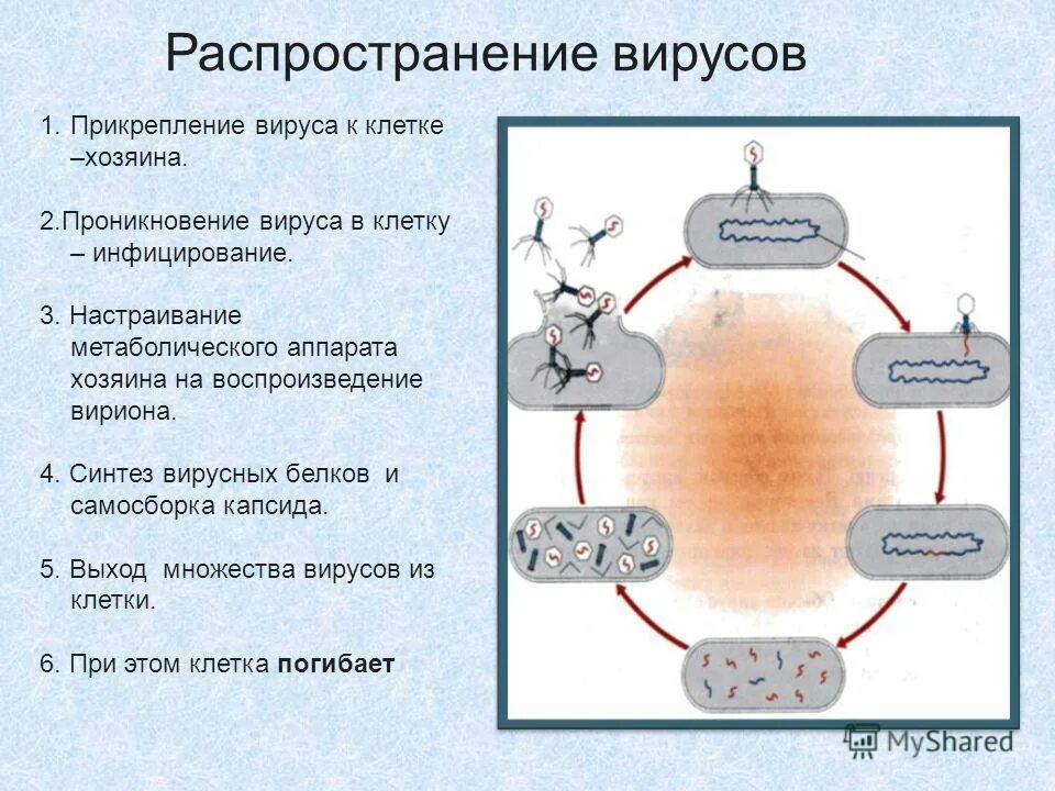 схема репродукции рнк и днк содержащих вирусов. схема механизма действия вируса. в клетку проникла вирусная рнк следующей последовательности. в клетку проникла вирусная рнк следующей последовательности. прионоподобные белки.