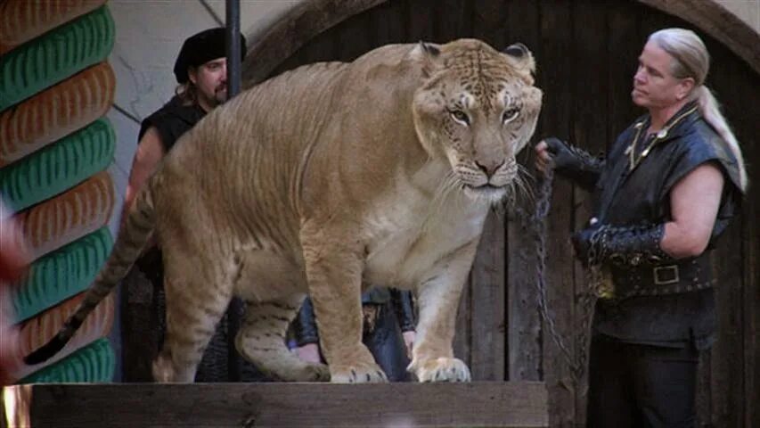 Liger uzbek tilida. Лигр Геркулес. Тигролев Геркулес. Лигр Геркулес самый большой кот в мире. Лигр Синдбад.