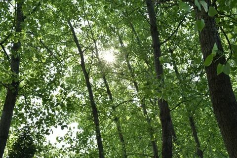 Береговой лиственный лес роща на поймах