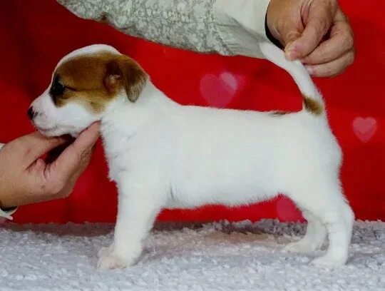 Ua dog. Питомник собаки джек рассел. Джек-рассел-терьер гладкошерстный щенок. Джек-рассел-терьер щенок. Питомник джек рассел.