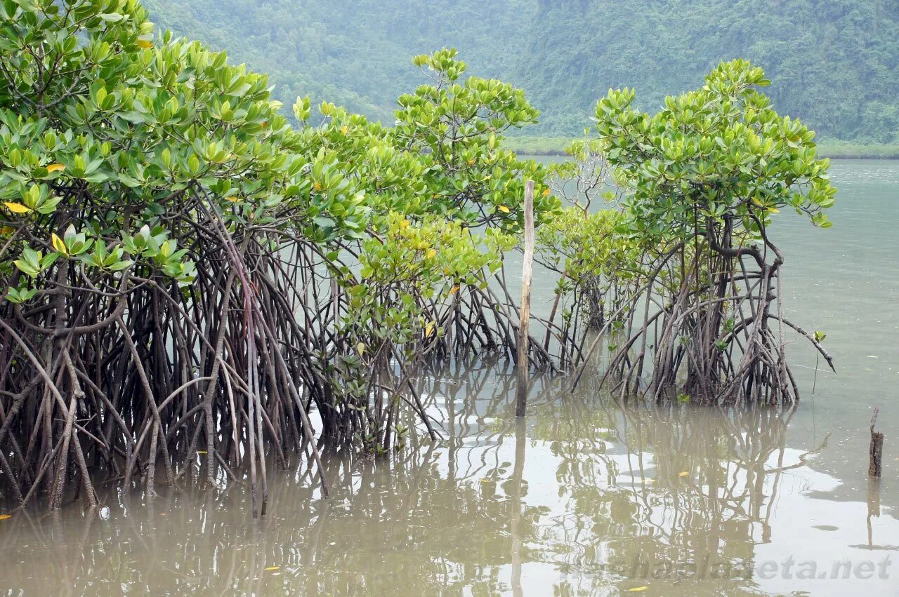 Где найти мангровое дерево