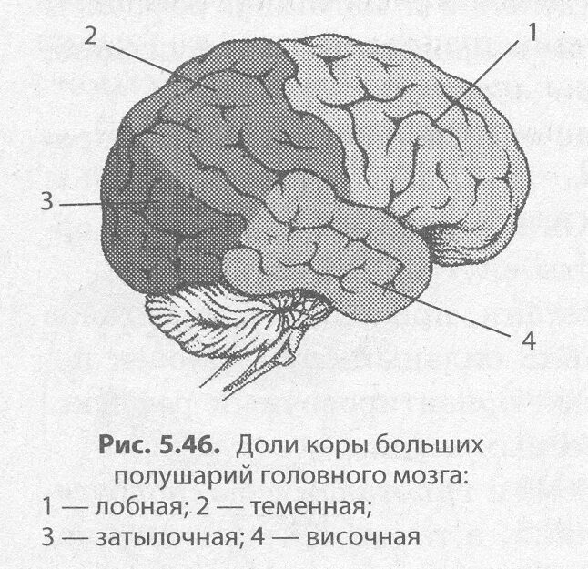 Свойство коры головного мозга