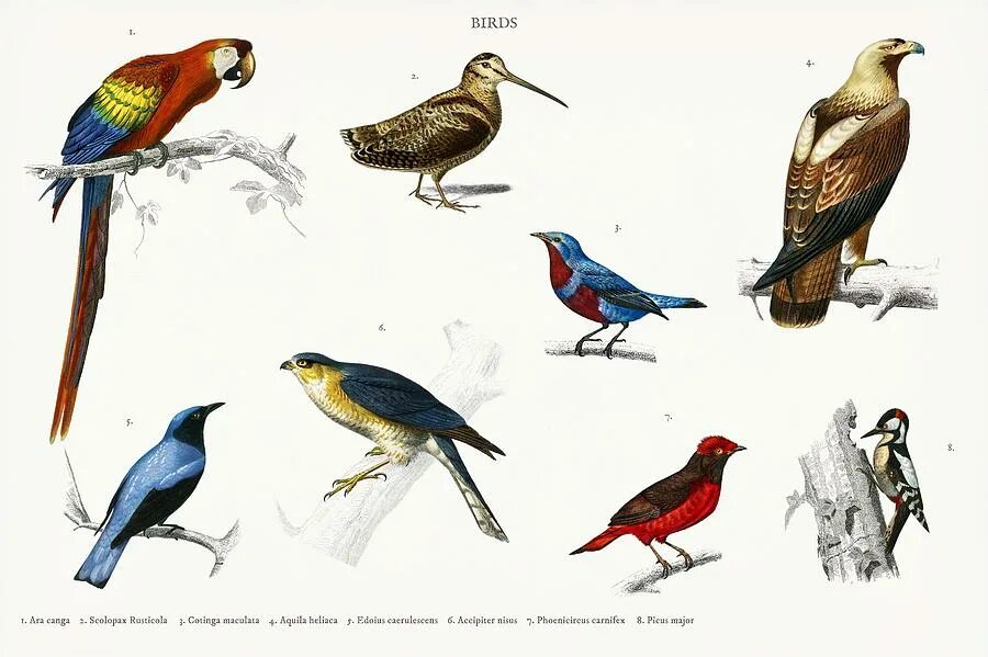 Виды птиц на английском. Птицы России рисунки. Виды птиц. Birds примеры.