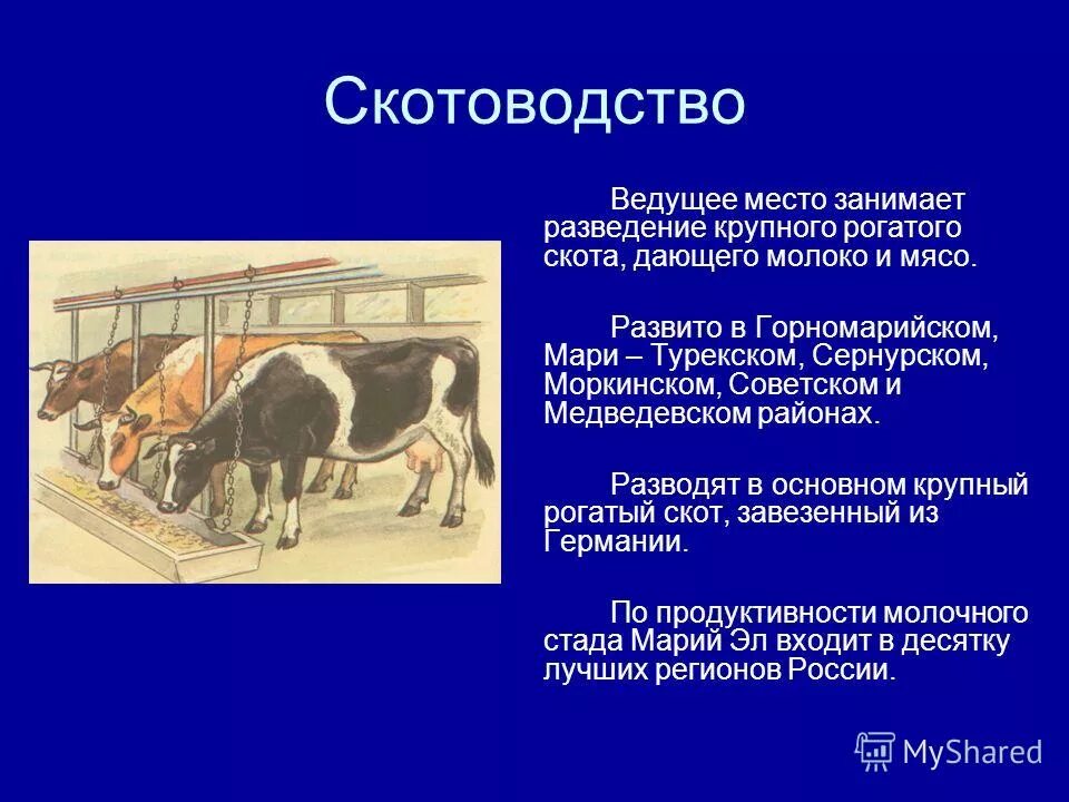 Презентация отрасли животноводства. Сообщение о животноводстве. Разведение крупного рогатого скота. Отрасли животноводства 3 класс окружающий.