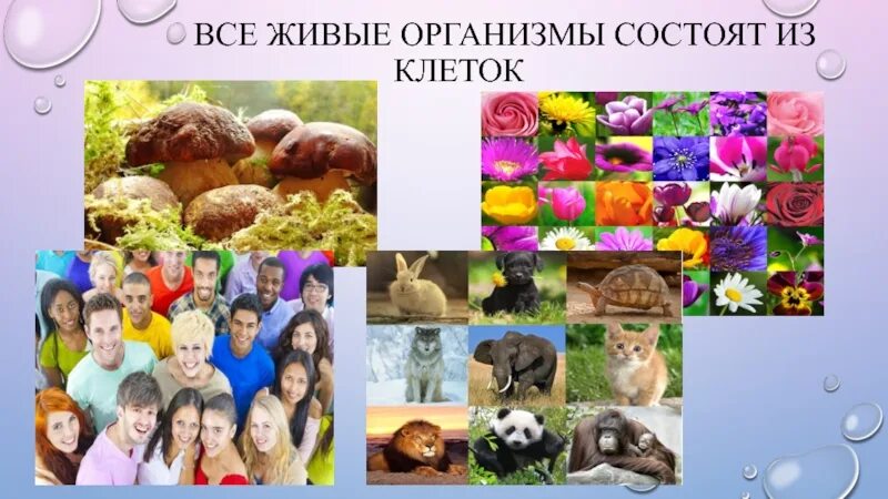 Организм состоит из клеток. Живые организмы состоят из. Все живые организмы состоят из клеток. Из чего состоят все живые организмы.