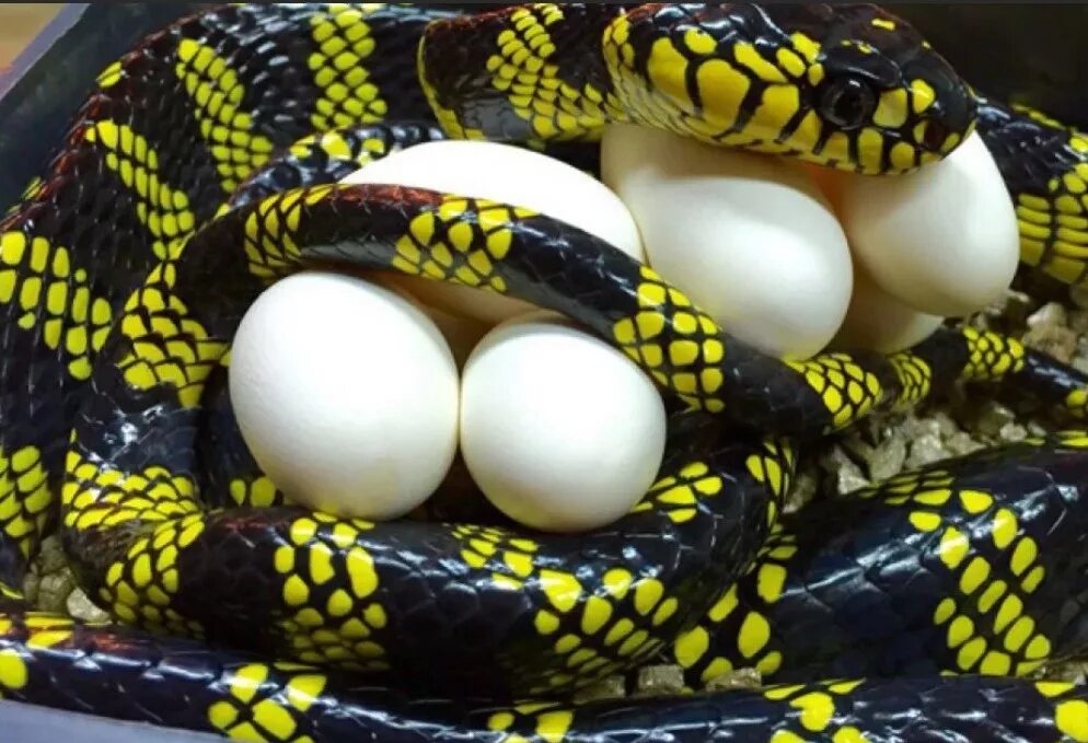 Яйца змей видео. Тульский экзотариум змеи. Яйца ужа.