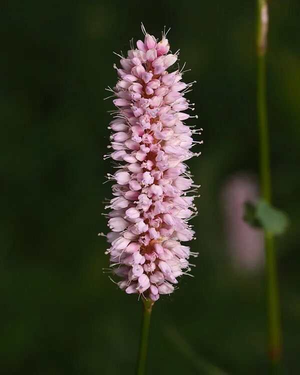 Змеевик большой. Bistorta змеевик. Bistorta officinalis. Змеевик растение. Горец змеиный корень.