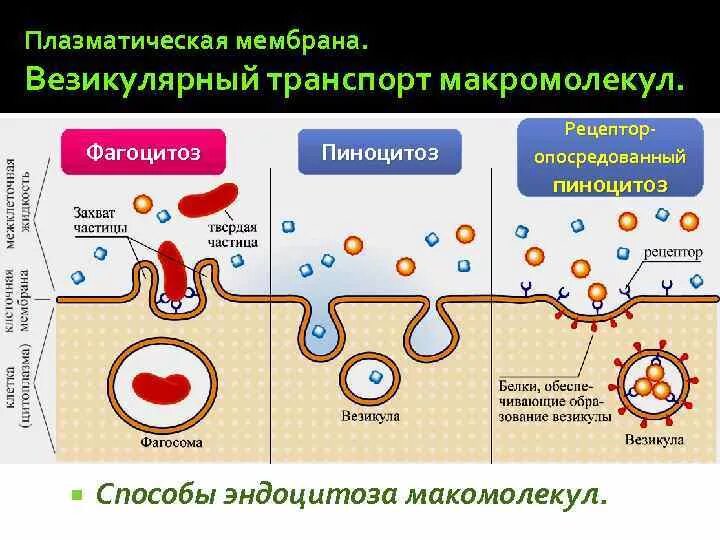 Транспортируемые вещества эндоцитоза. Транспортируемые вещества эндоцитоза