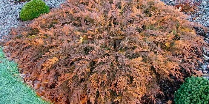 микробиота карнавал