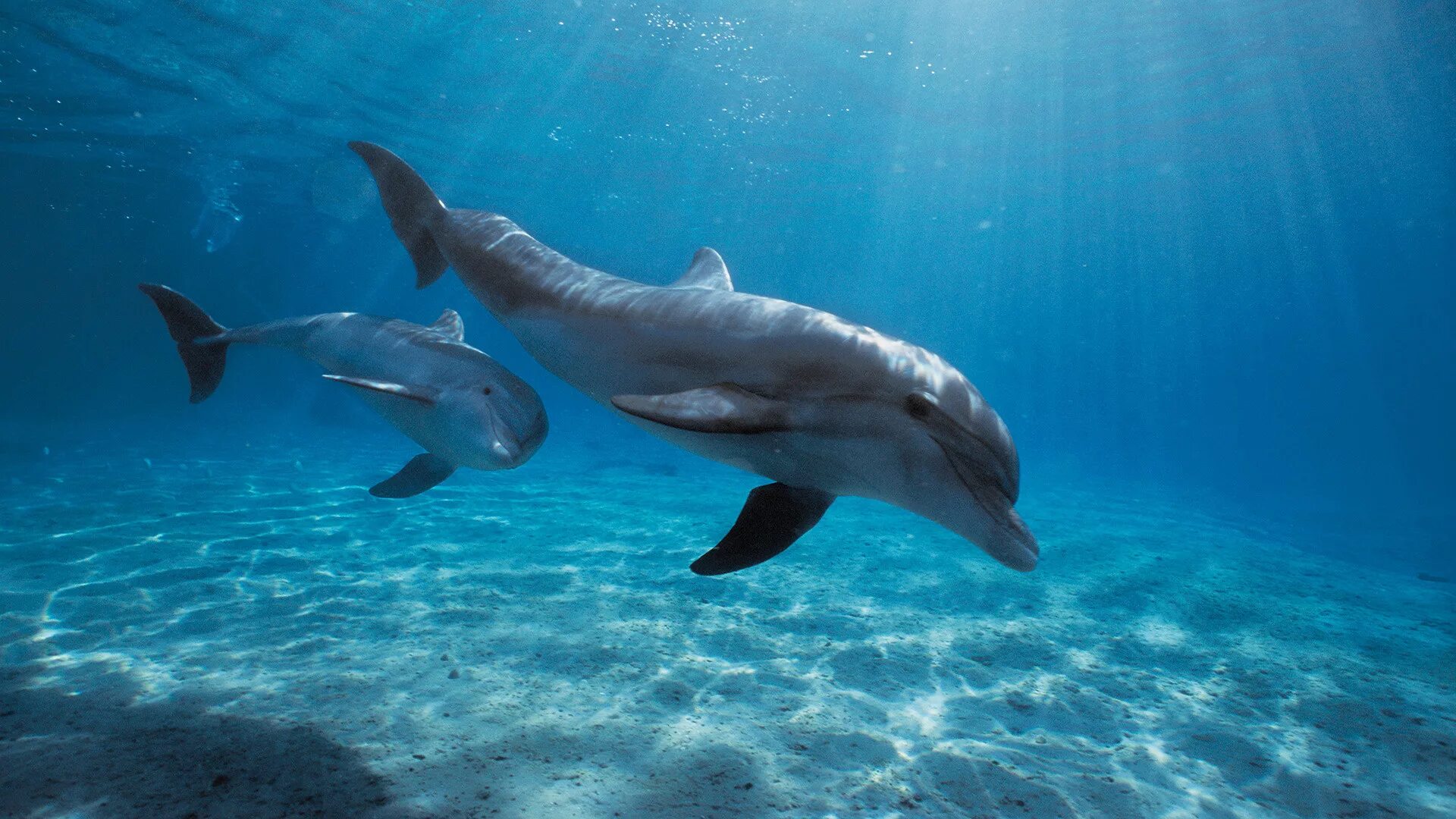 Афалина белобочка и азовка. Дельфин в море. Морской дельфин. Дельфин в море. Дельфины в море видео.