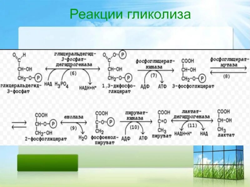 Реакция окисления гликолиза. Гликолиз реакции. 10 Реакций гликолиза. Гликолиз все реакции. Гликолиз формула.