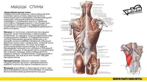 Широчайшая мышца спины функции