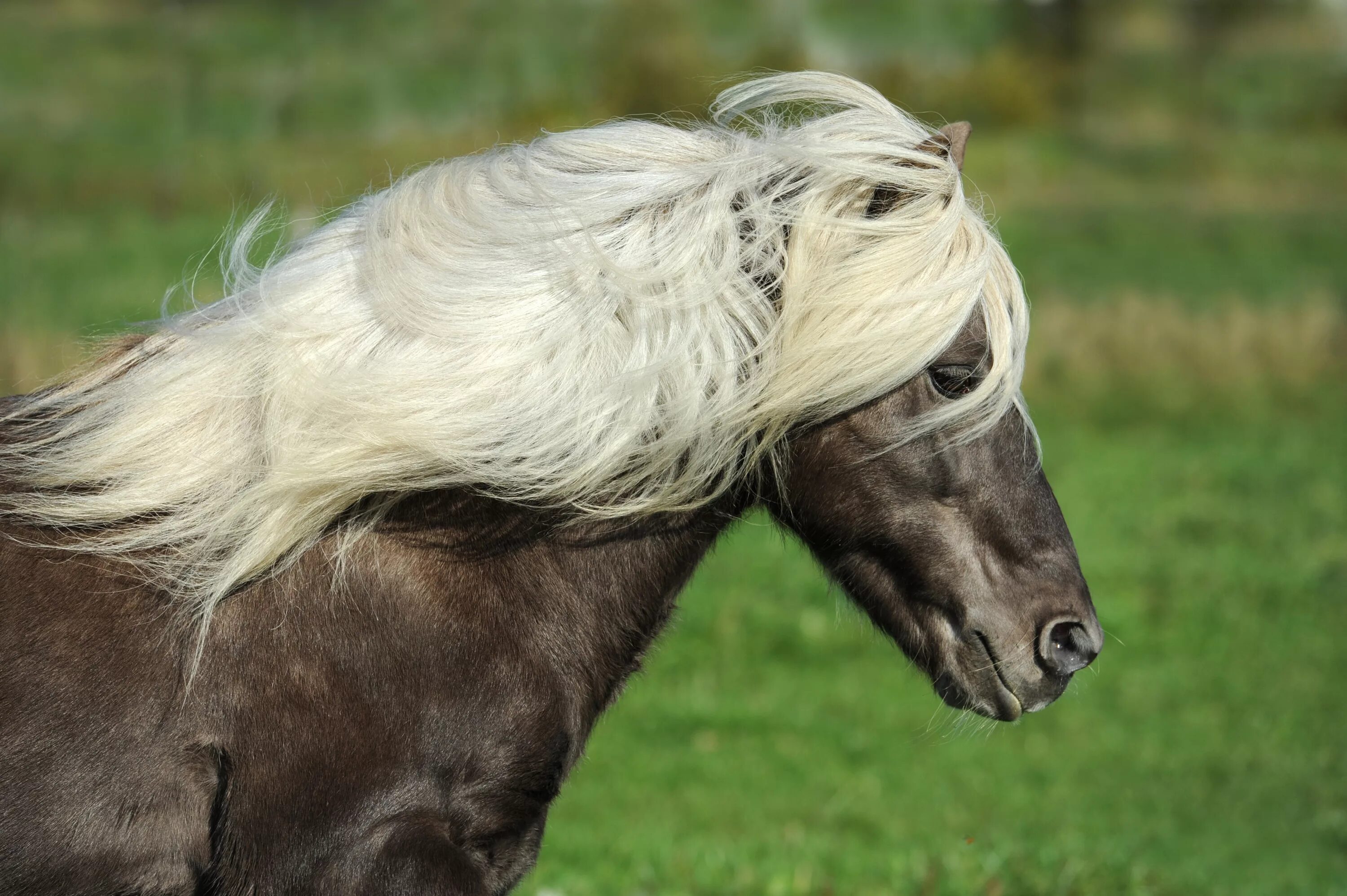 Конь с черной гривой. Исландская лошадь тёльт. Белая лошадь с черной гривой. Грива лошади. Лошадь с белой гривой.