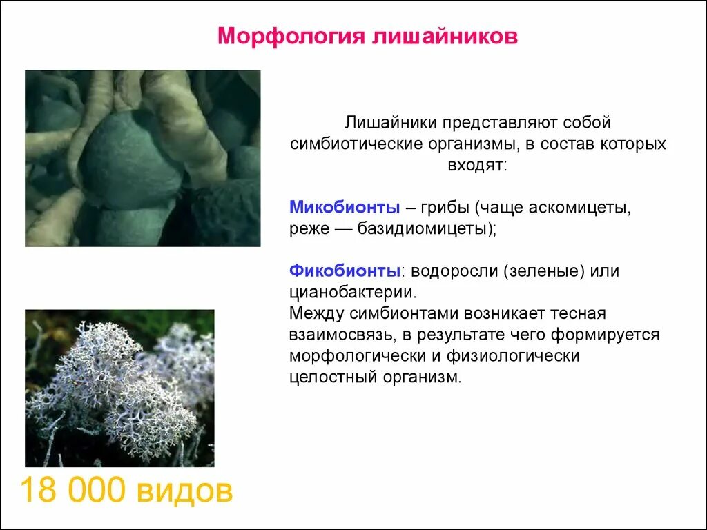 Гриб снабжает водоросль. Грибница лишайника. Лишайники симбиотические организмы. Что представляют собой лишайники. Лишайник с цианобактериями.