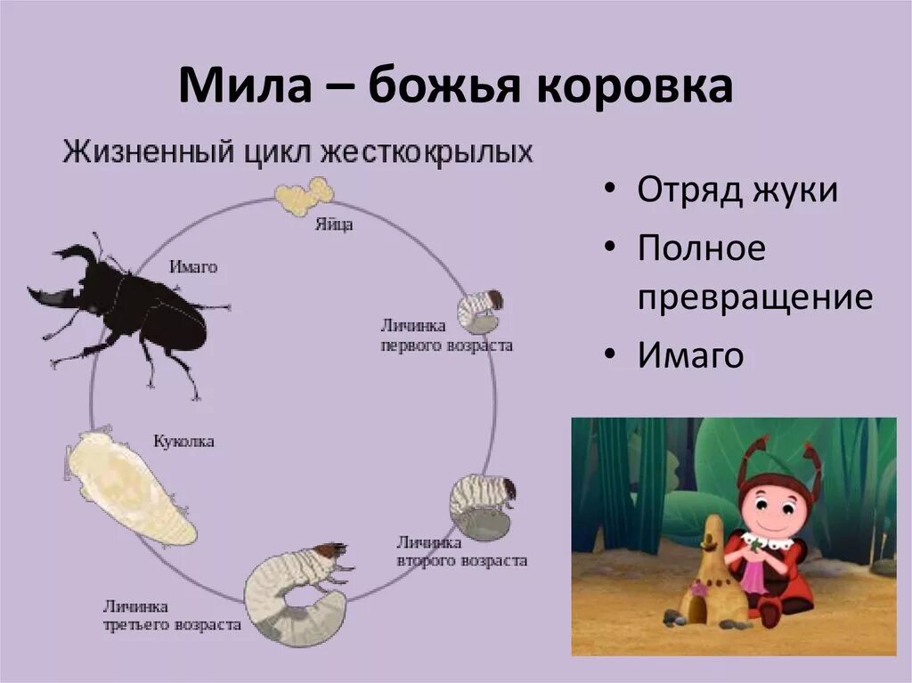 Жук олень неполное превращение. Божья коровка неполное превращение. Боже коровка с неполным превращением. Жизненный цикл развития Божьей коровки. Полный цикл превращения насекомых.