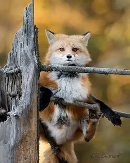 Funny fox