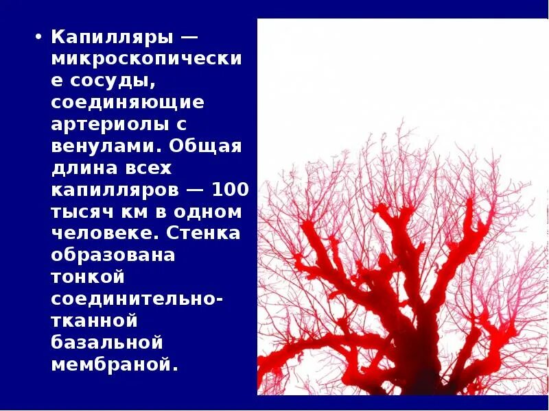 Суммарная площадь капилляров