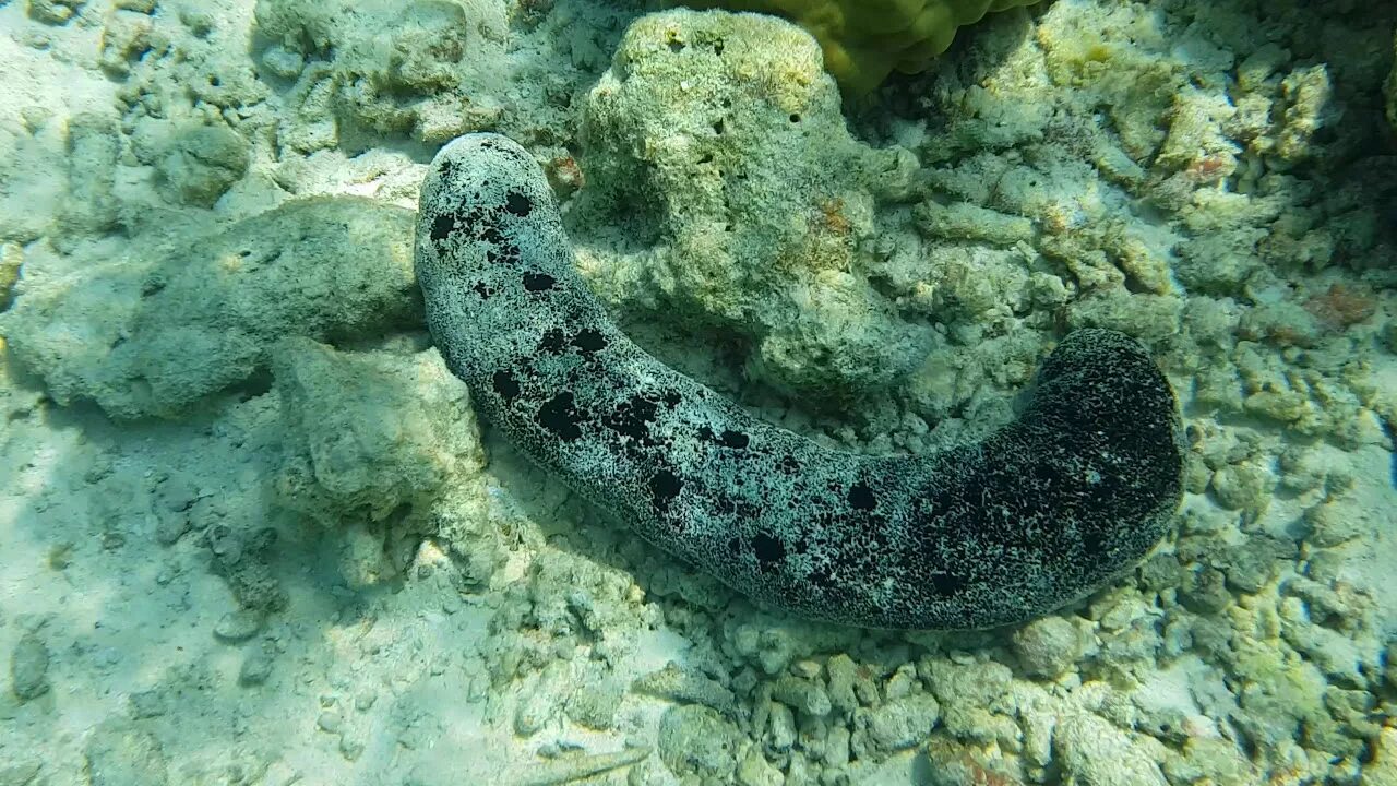 Купить морских огурцов. Голотурия на Мальдивах. Морской огурец Хургада. Трепанг Мальдивы. Голотурия фото.