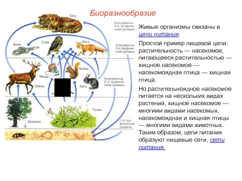 Питания образуют