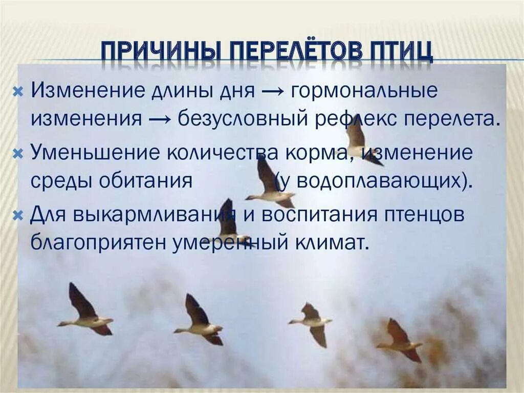 Миграция птиц является