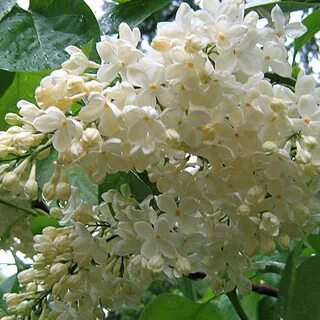 Сирень примроуз